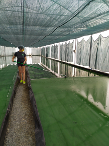producteur local récoltant la spiruline bio en Bretagne