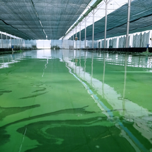 Bassins de culture de spiruline bio en Bretagne chez Spiruline d'Armor
