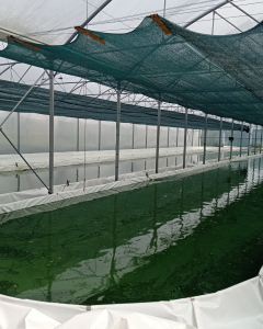 présentation des bassins de spiruline dans la serre chez Spiruline d'Armor, présenté à la fête de la science