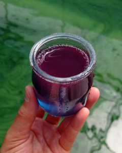 maint tenant un verre rempli d'un liquide violet et bleu : la phycocyanine, extrait extrait de la spiruline, photo présentée à la fête de la science